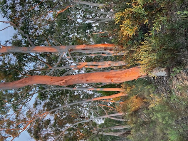 Wamboin Crown Reserve Walk